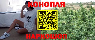 гидра Будённовск